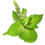 close-up-fresh-mint-leaves-removebg-preview